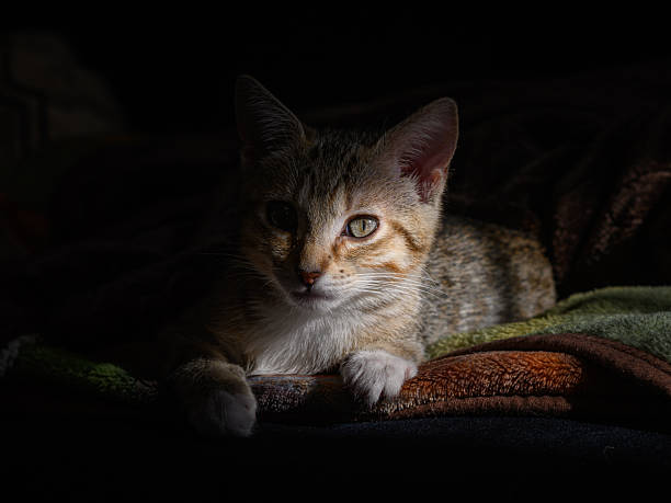 A young kitten in a dark room sits on a blanket with its face half exposed by sunlight.