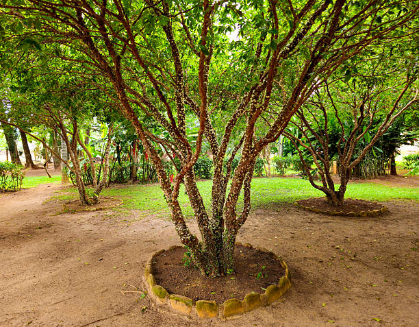 istock Flowering Jabuticaba Trees in a Quiet Garden Clearing 2253740487