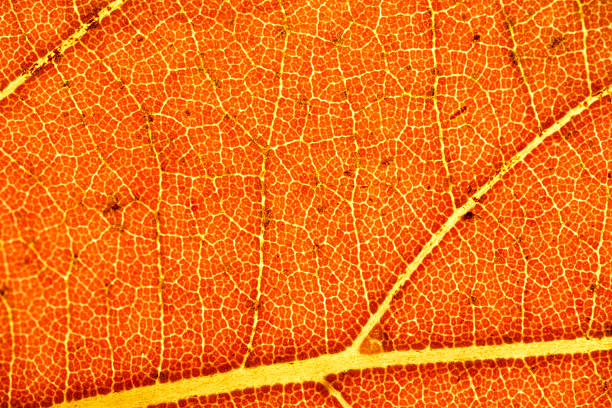 istock Detailed Orange Autumn Leaf Veins in Macro Close-Up 2253740762
