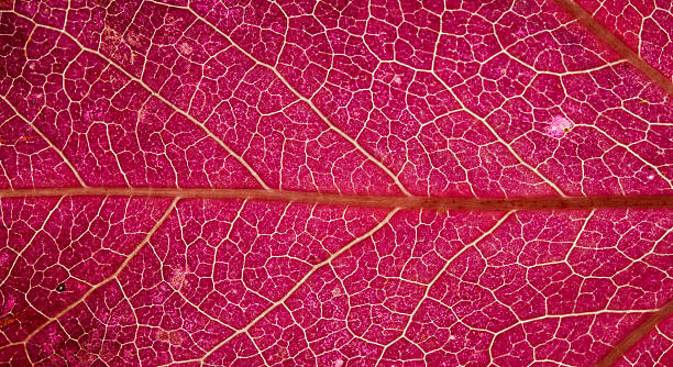 istock Vivid Magenta Backlit Leaf Vein Macro Texture 2253740782