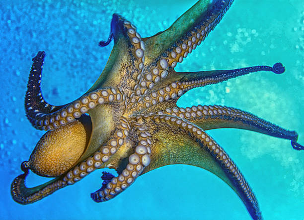 common octopus ,Octopus vulgaris is a mollusk belonging to the class Cephalopoda.