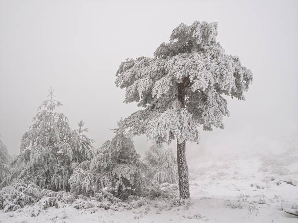 Snowy winter landscape with snow-covered pine trees