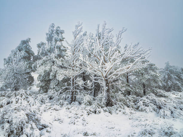 Snowy winter landscape with snow-covered pine trees