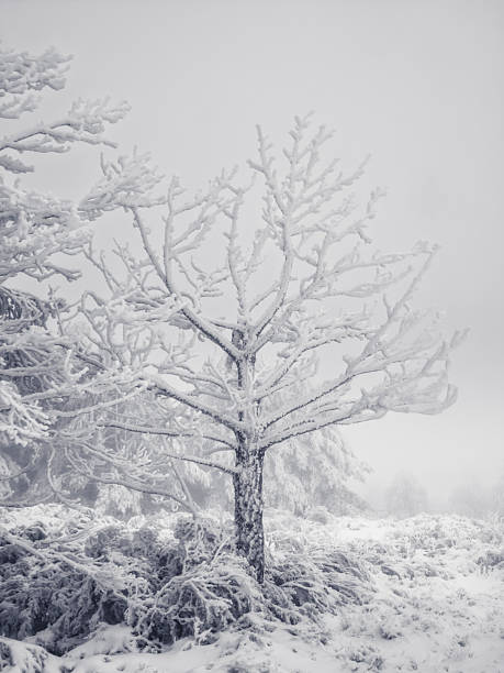 istock Snowy winter landscape with snow-covered pine trees 2253741768