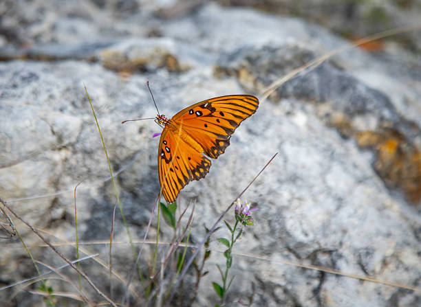 Gulf fritillary butterfly with vivid orange wings and black markings resting among grasses and wildflowers, captured in natural outdoor habitat with a soft, rocky background.