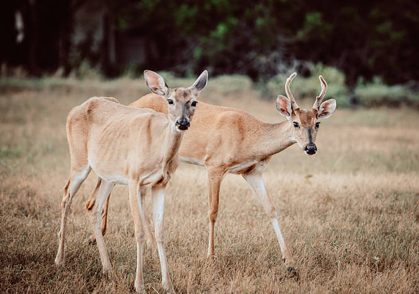 mule deer in forest