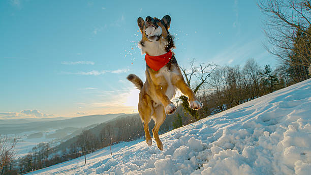 LENS FLARE, CLOSE UP: Happy shepherd dog ​​successfully catches a snowball during a jump. Snow scatters around and golden morning light highlights the lively moment on slope covered with fresh snow.