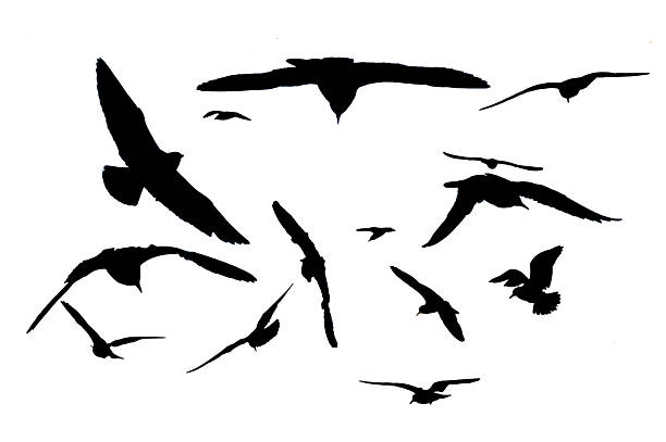Silhouette of birds, Seagulls