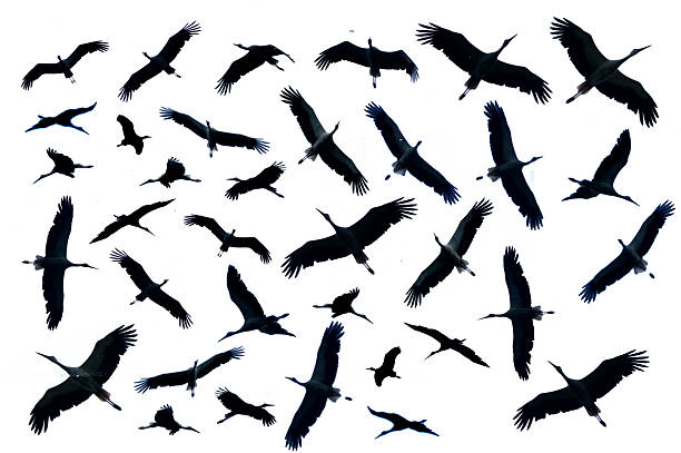 Silhouette Of Birds, Storks