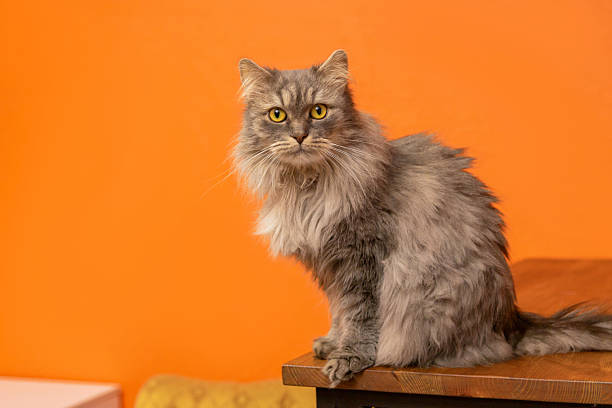 Gray Long-haired Cat Sitting on Wooden Bench