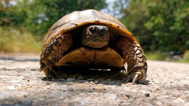 Turtle looking at camera, breathing hard while crawling slowly on hot paved road in nature on brightly lit sunny day. Animal wildlife and animal behaviour.