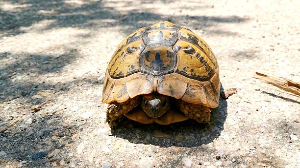 Turtle looking at camera, breathing hard while crawling slowly on hot paved road in nature on brightly lit sunny day. Animal wildlife and animal behaviour.