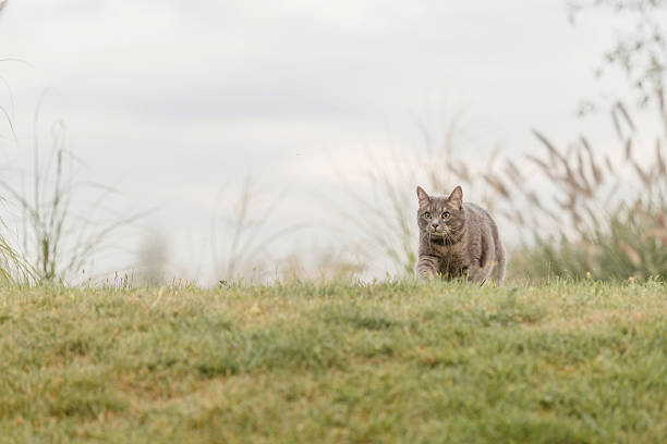 Grey cat in motion across grassy countryside