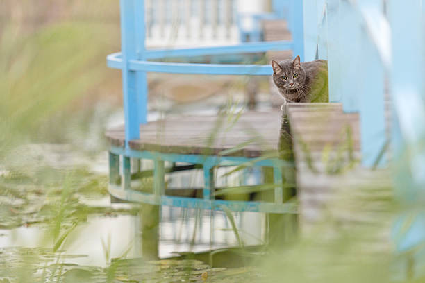 Gray Cat Resting on Blue Bridge Near Water