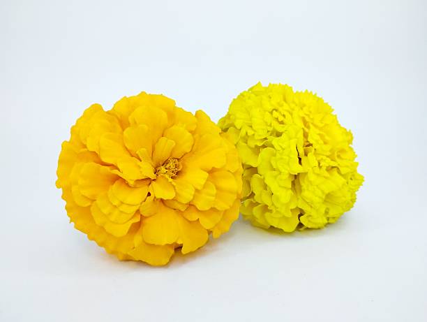 istock Two colorful marigold flowers sitting next to each other 2253750331