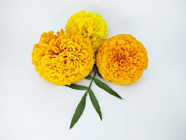 istock Three colorful marigold flowers arranged with a green leaf 2253750350
