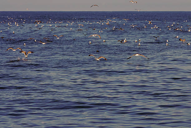 There's an Orca pod of four adults and two juveniles that lives year round in the waters circling the Channel Islands. On this day, an enormous sea lion was separated from its herd by the whales and soon became dinner for an unimaginable number of creatures. Seagulls and pelicans made quick work of the smaller bits. California, 2014