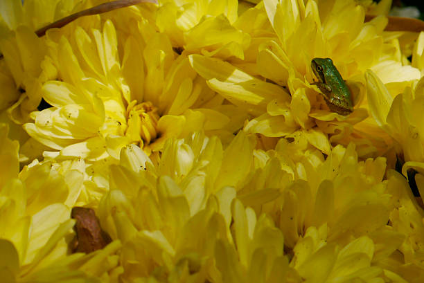 When the temperature is just right and your patience is long, You may find peep frogs hidden in your garden. Here, a golden and a green peep frog, each not even a half an inch long, relax  among the thick petals of a yellow chrysanthemum. California, 2014