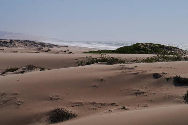 istock The Sand Dunes Bears 2253753472