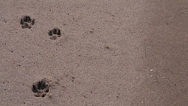 istock CA Ventura Beach Paw Prints in Sand 1 2025 2253755939