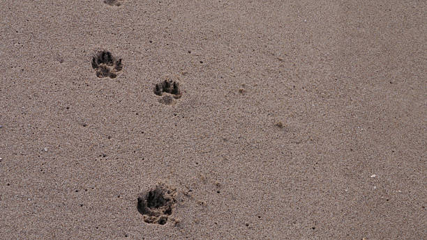 istock CA Ventura Beach Paw Prints in Sand 3 2025 2253755940