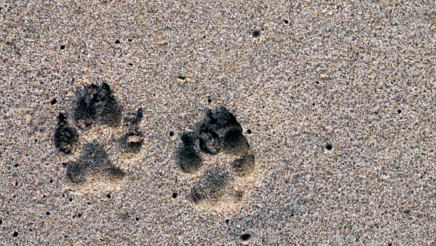istock CA Ventura Beach Paw Prints in Sand 2 2025 2253755942