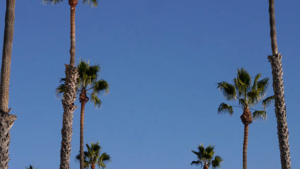 istock CA Vta Palm Trees and Blue Sky 2025 2253756222