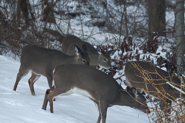 This serene image captures a small herd of elegant deer gracefully navigating through a tranquil, snow-covered forest. The soft white snow blankets the ground, contrasting beautifully with the earthy tones of the trees and the deer's brown coats. The deer appear calm and focused, adding a sense of peacefulness to the winter woodland scene. The image is perfect for themes related to nature, wildlife, winter, and tranquility.
