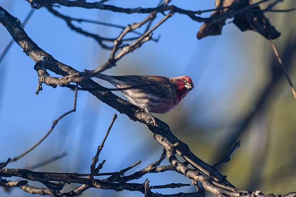 istock Purple Finch Perched on Bare Winter Branches Against Clear Blue Sky 2253757766