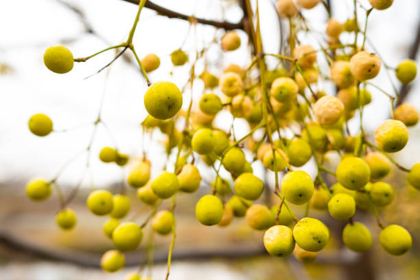 Cluster of white cedar fruits in winter.