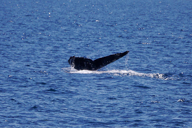 A whale swimming in the Waters of the Channel Islands takes itseslf down for a deep dive. We know this because that's when we see its tail. California, 2014