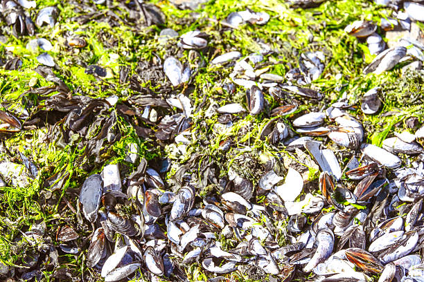 Close-up view of a pile of seashells mixed with sea grass on the shore. The image highlights natural coastal textures, beach elements, and creates a background or filler scene ideal for marine, beach, or nature-themed projects.