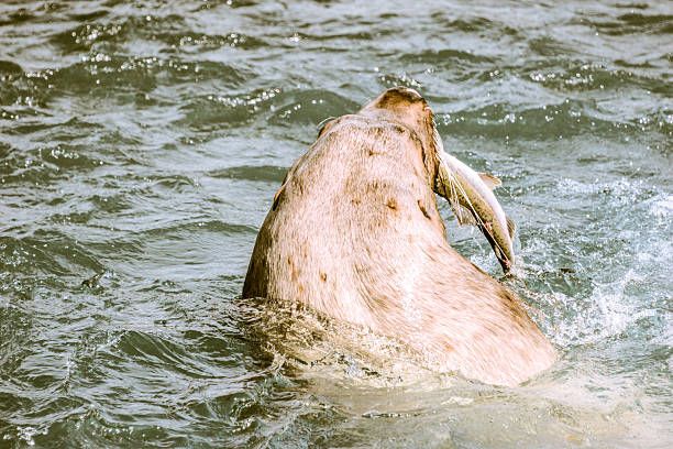 Sea lion capturing and eating a spawning salmon in the waters of Valdez, Alaska. The image documents natural predator behavior during salmon season, highlighting marine wildlife, feeding activity, and the rich coastal ecosystem of Alaska.