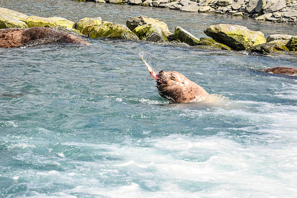 Portrait of a male southern sea lion (Otaria flavescens) in an austrian zoo