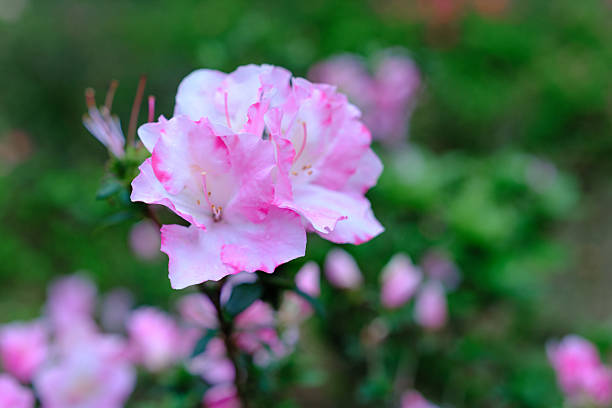 Colorful azalea flowers in full bloom in public parks in Tokyo, Japan.