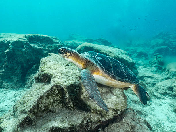 istock Male green sea turtle from the Mediterranean 2253762074