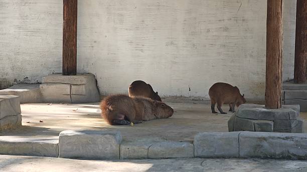 istock Capybara babies and mother sitting together. 2253762914