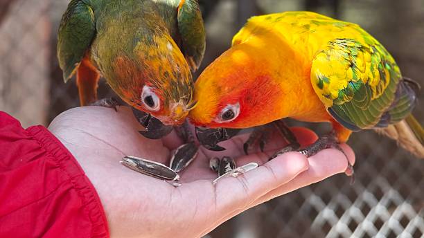 istock Beautiful sun conures birds being fed. 2253762934