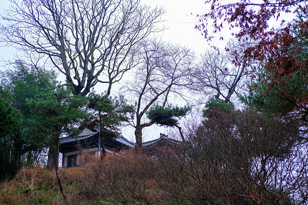 Seoul, South Korea - March 7th 2024: A traditional Korean pavilion stands gracefully among pine trees within a serene courtyard in a historical palace in Seoul. The landscape, with its meticulously designed architecture and natural beauty, reflects the peaceful ambiance of Korean heritage sites.