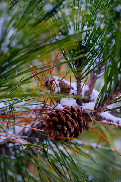 Pine cone in winterland. Hanging on pine tree