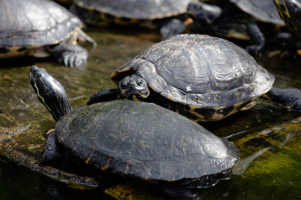 istock Turtles Resting in Zoo Pond 2253763495
