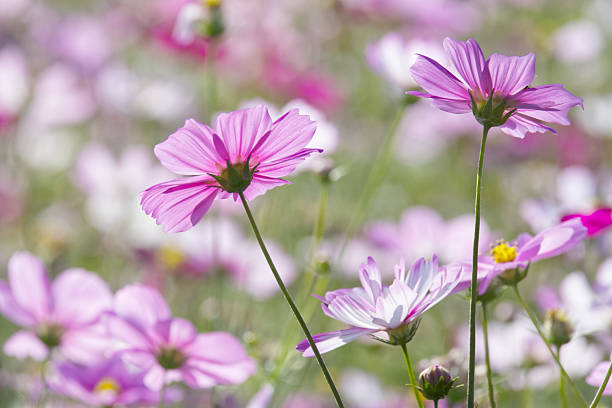 istock Minimalist Pink Cosmos Composition – Soft Floral Focus with Natural Garden Background 2253763875
