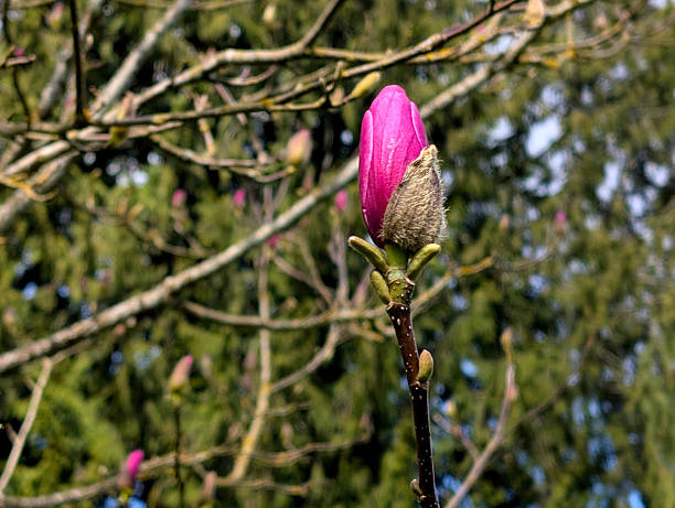 Single Pink Magnolia Bud Emerging in Early Spring