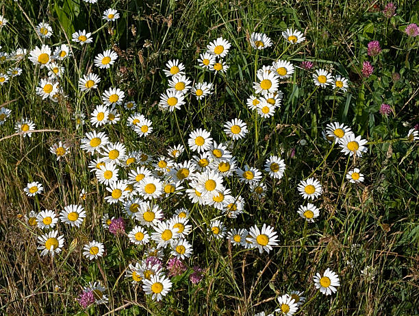 An expansive, vibrant photograph capturing a dense meadow blanketed with thousands of flowering Oxeye Daisies (Leucanthemum vulgare)