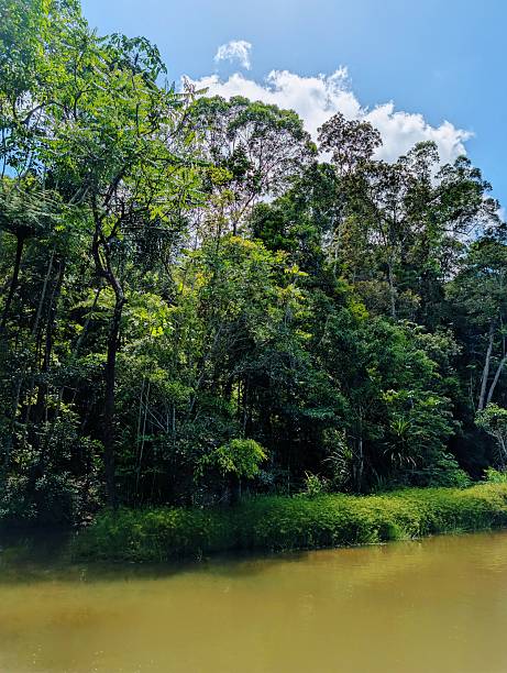 istock Tropical Rainforest in Rainforestation Nature Park 2253765214