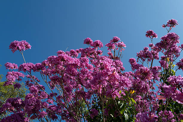 The blooming bellflowers in the countryside holiday villa