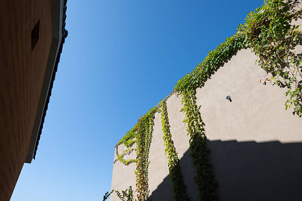 Climbing plants on the wall in autumn ...