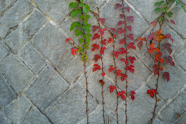 Vines on the stone wall in autumn