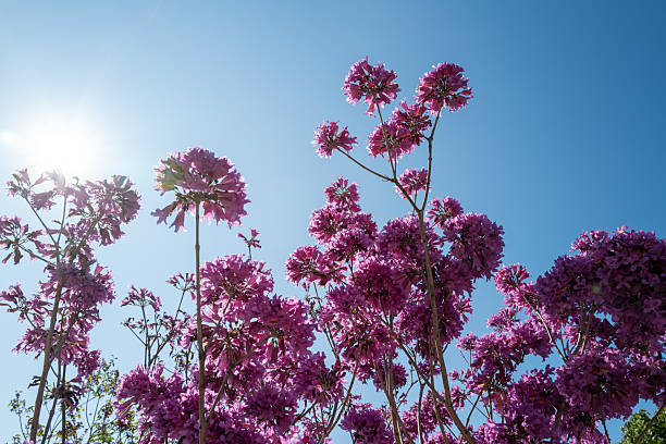The blooming bellflowers in the countryside holiday villa