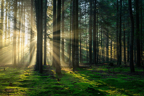istock Misty morning in the green forest 2253768392